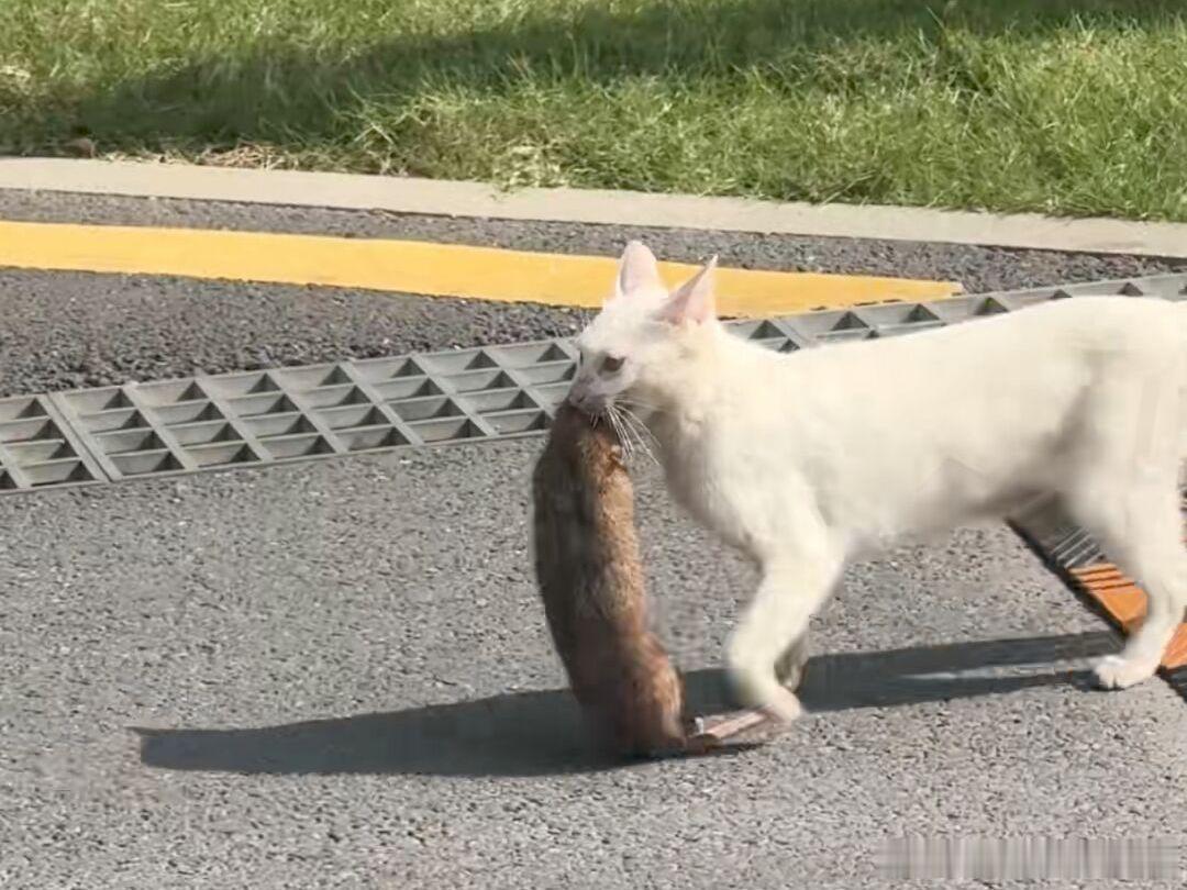 3608其他猫：下午好白猫：你怎么知道是三斤二两？ 