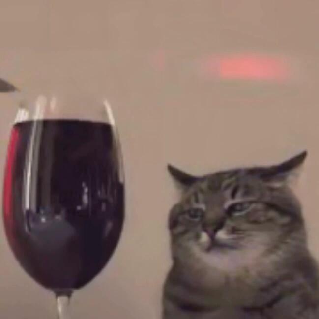 猫咪掉进百斤酒缸捞出后已快断片救命，我第一反应是这么大一坛酒，可惜了