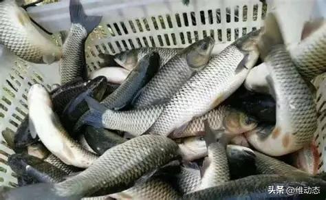 触目惊心！水产市场“休眠鱼”泛滥 食品安全防线亟待重拳加固
 
央视财经的调查报