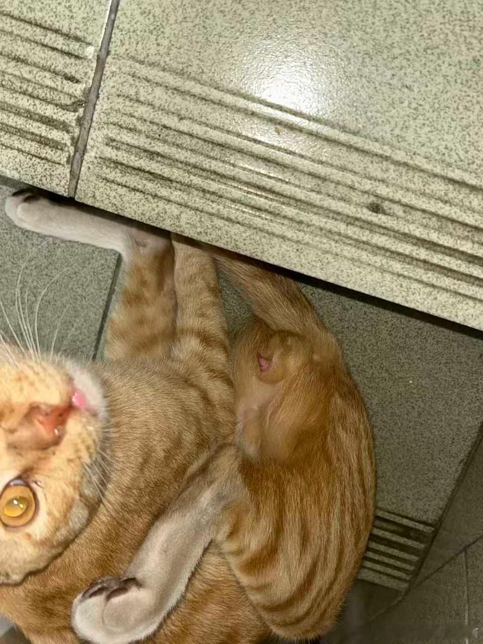 49805【丑猫】见到此猫第一眼就想到了你 不管了先投了（朋友家楼下的） 
