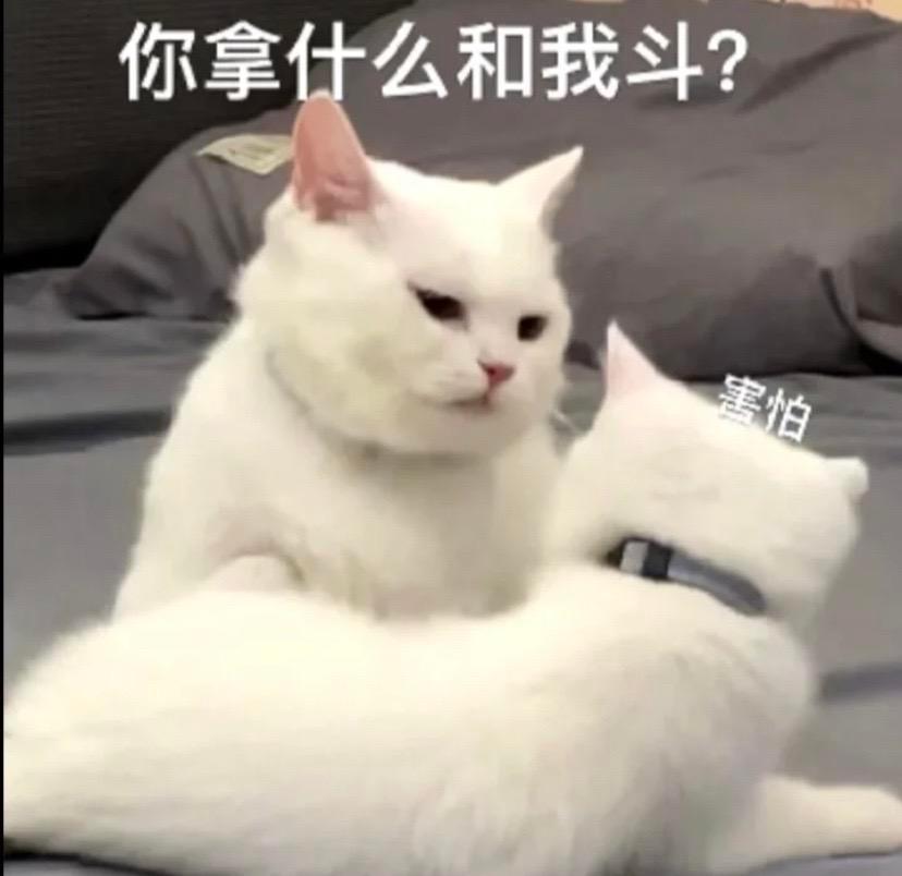 #腾讯网易联手了#哈圈怎么也没想到乙游圈没一个软柿子吧[喵喵]！各家乙游都有自己