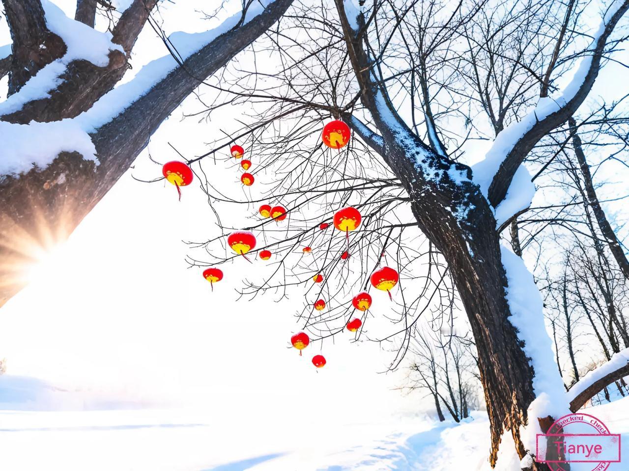 威海初十的雪不停地下着，那挂在树梢的灯笼确实美得出奇。威海的雪就像有魔法，把整个