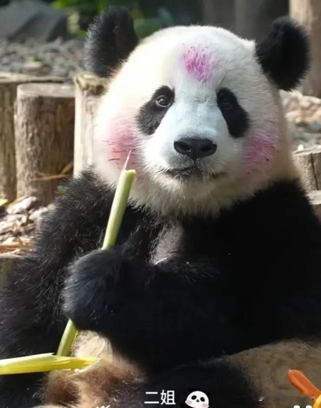 昨天，淼淼的儿子金瑞两岁生日，基地奶爸奶妈们真用心，为两个宝贝精心准备了一系列惊