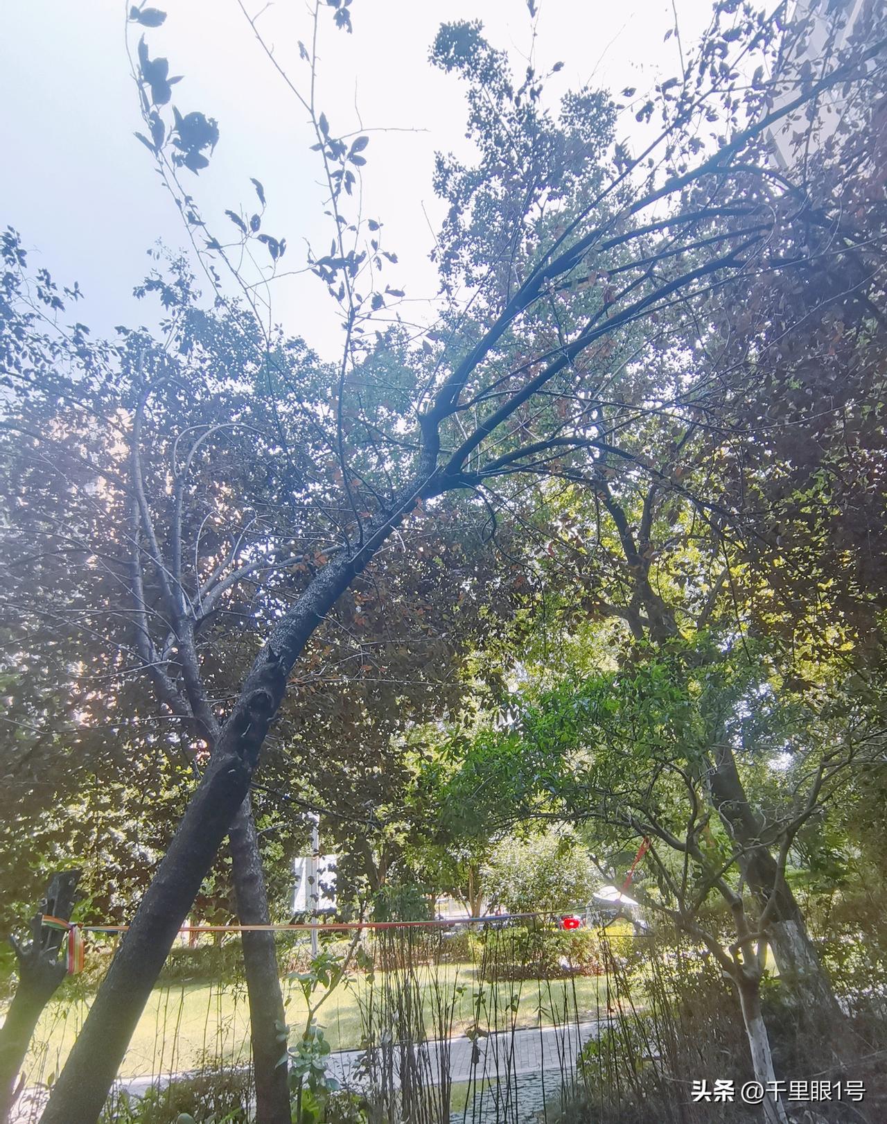 迎战台风白海豚，院子倾斜的树木拦腰据断。
这几天都在关心白海豚即将登陆浙江沿海的