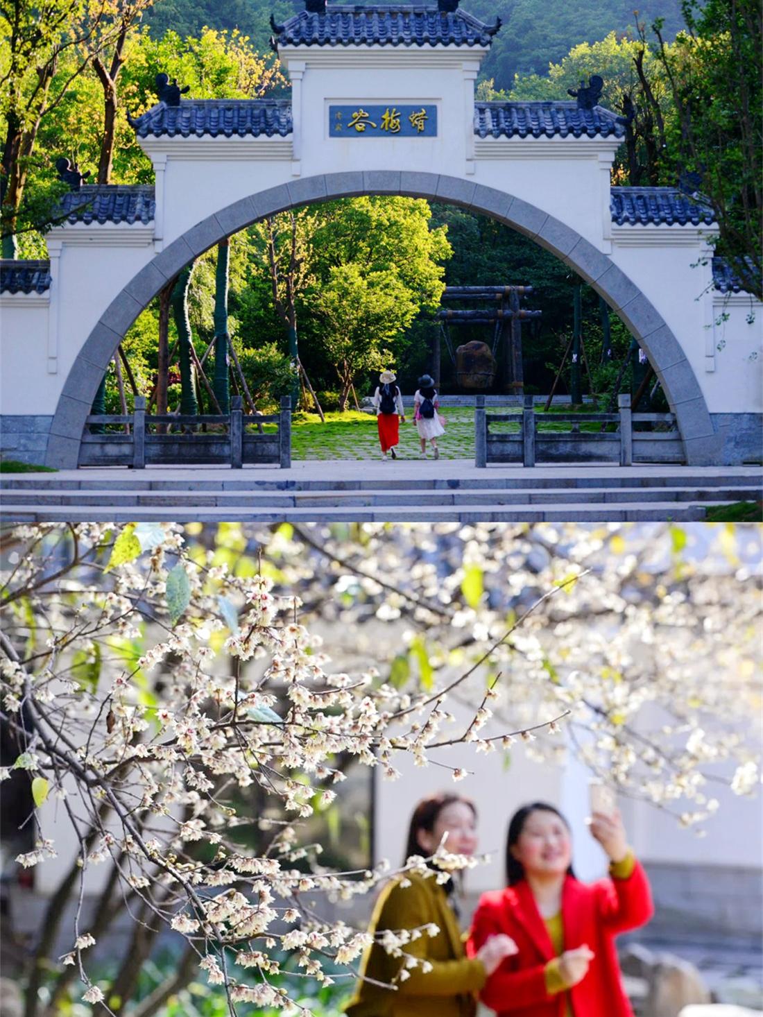 赴一场新中式风雅，保康蜡梅谷。谁说冬天只有萧条？保康的蜡梅将在寒风中傲然绽放！ 