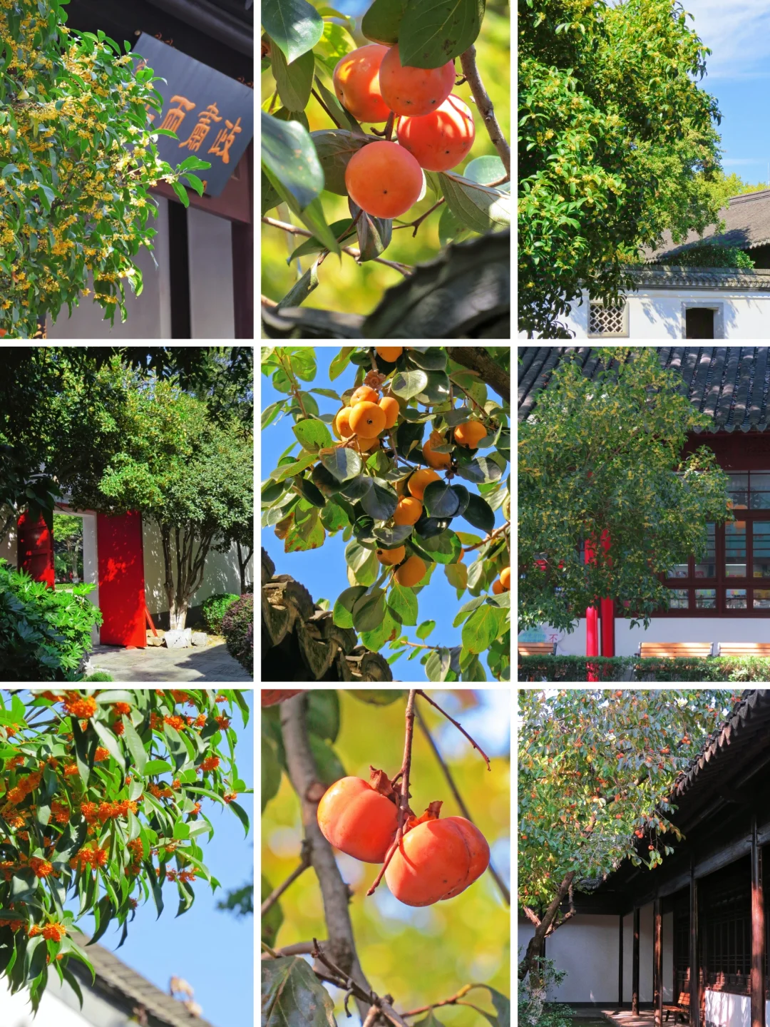 南京总统府｜错过这里的秋天，该有多遗憾啊