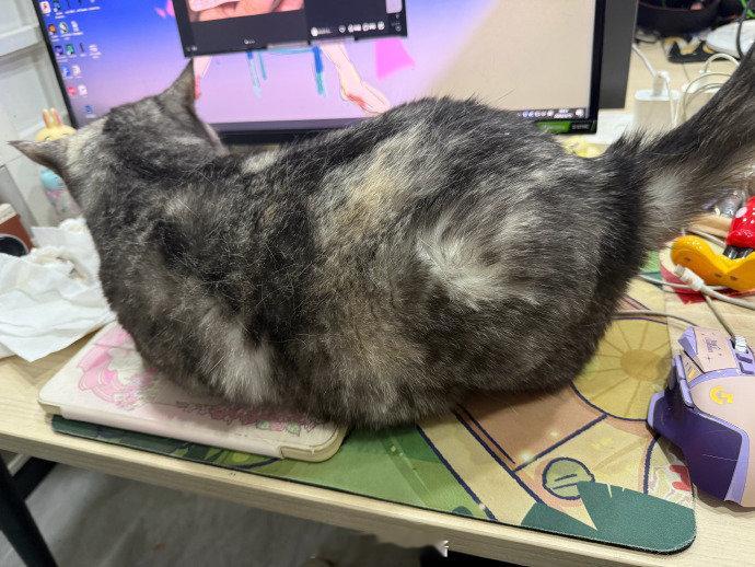 可以去rua小猫小狗吗？谁会不喜欢小动物呢？2026PEL 2026pel春季赛