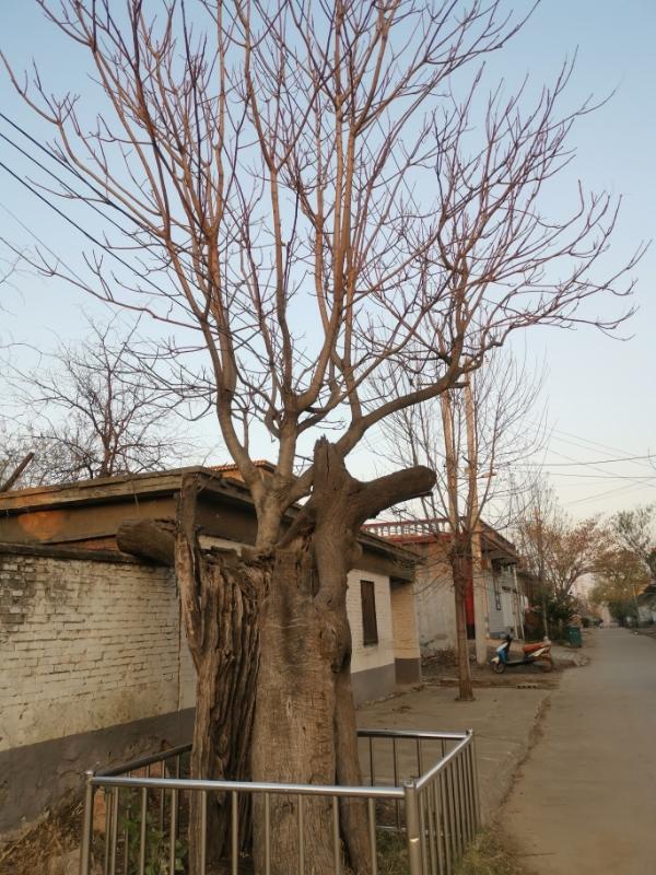 潘辛村古树植于清乾隆年间（根据文昌阁土地祠石碑记载，清乾隆四十八年即公元1783
