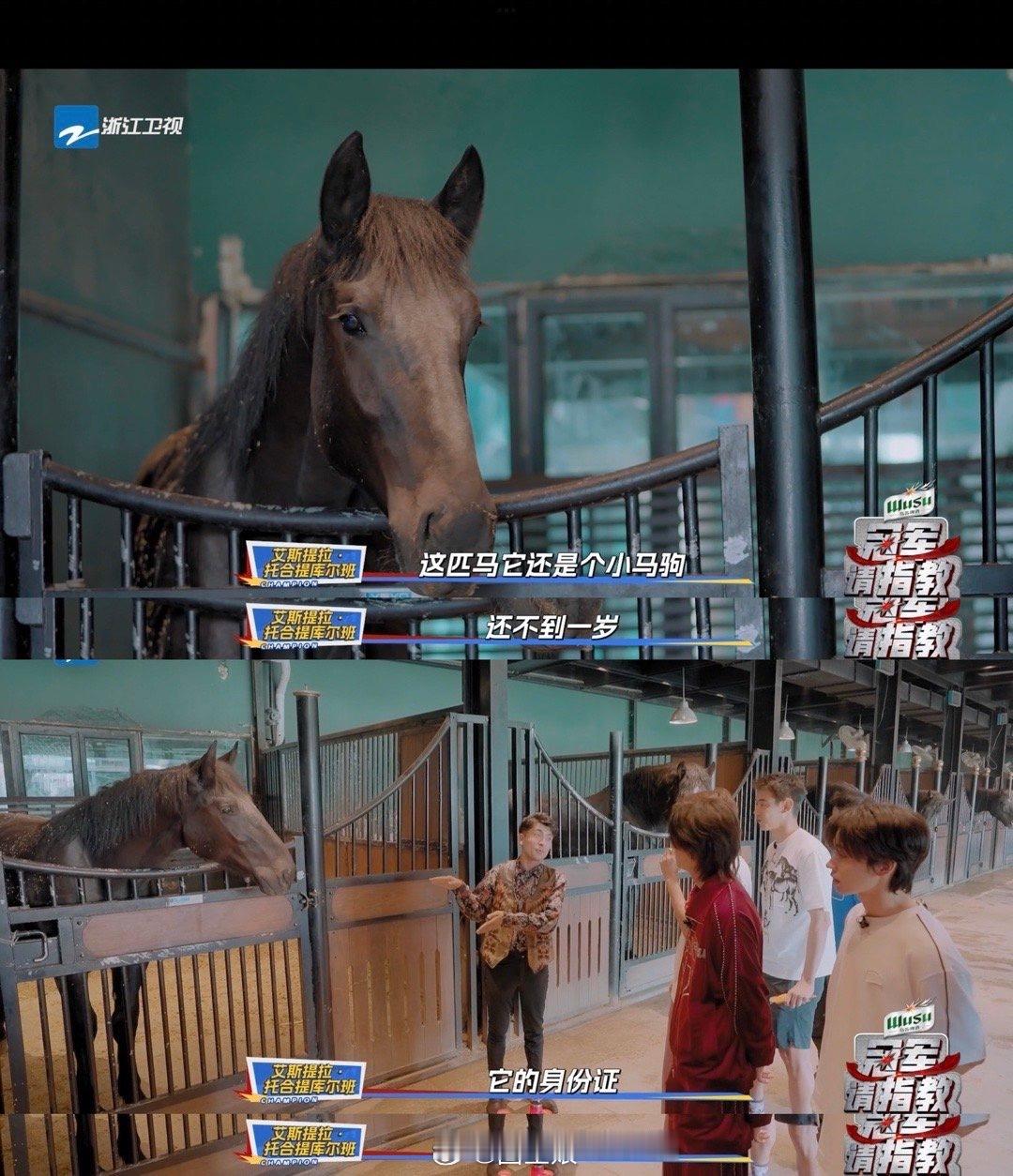 #原来马也要办身份证#看体综也是get到新知识了，原来马也有身份证！！而且还要到
