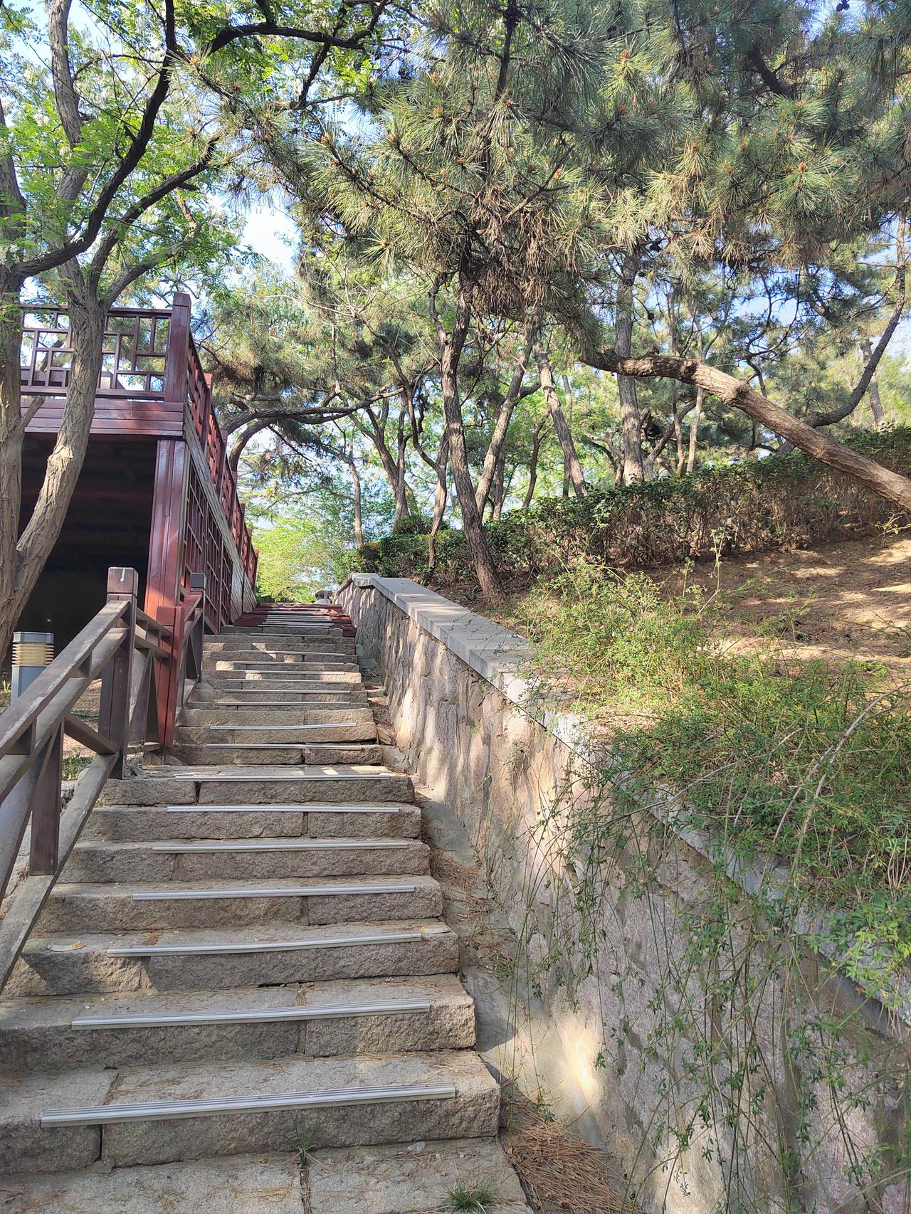 清晨沿着石阶缓步拾级而上，松影葱茏、晨光洒落林间，连风里都满是草木干净清爽的气息