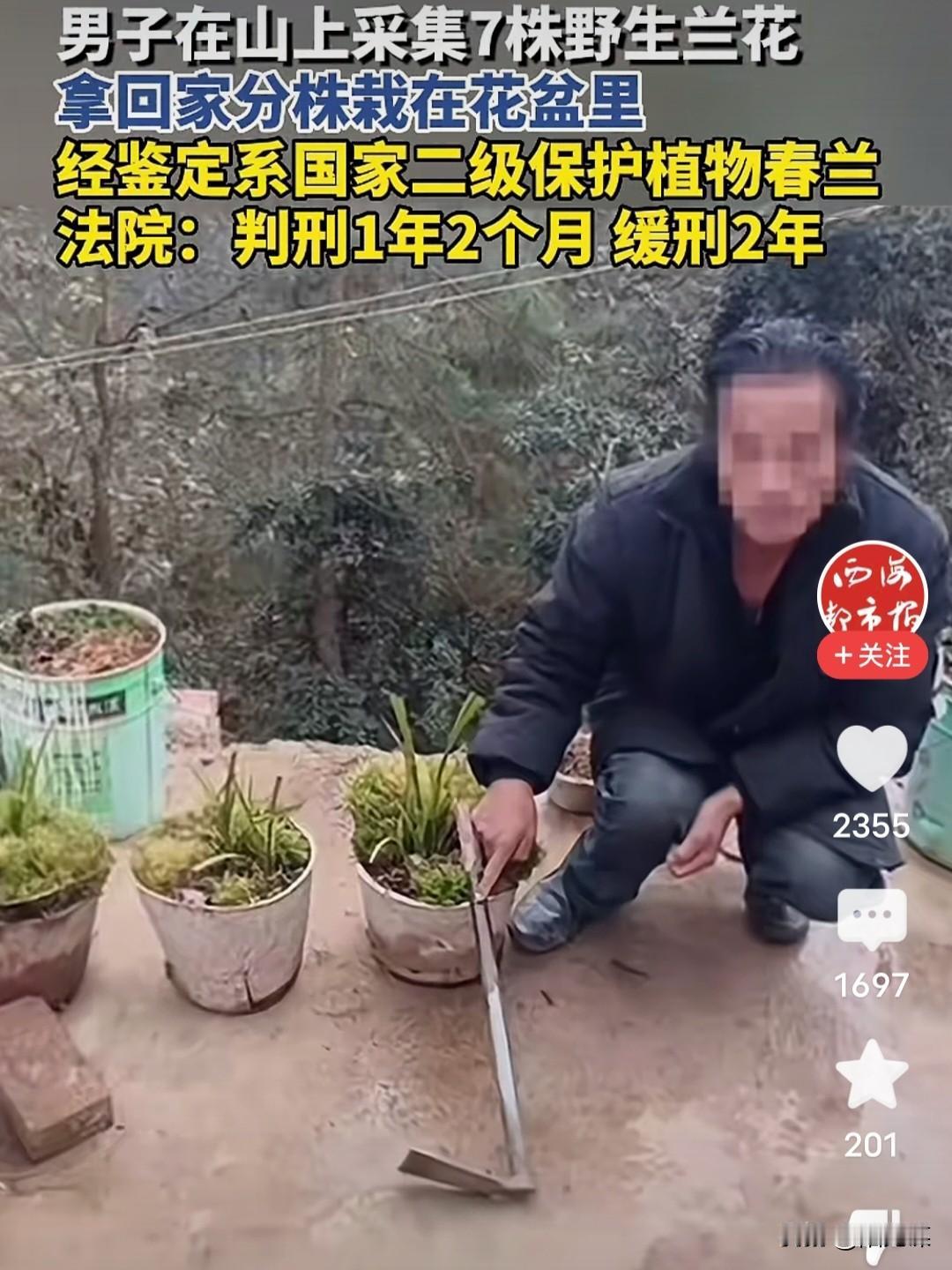 我从山中来，带着兰花草，

种在小园中，希望花开早。

野植受保护，警察上门找，