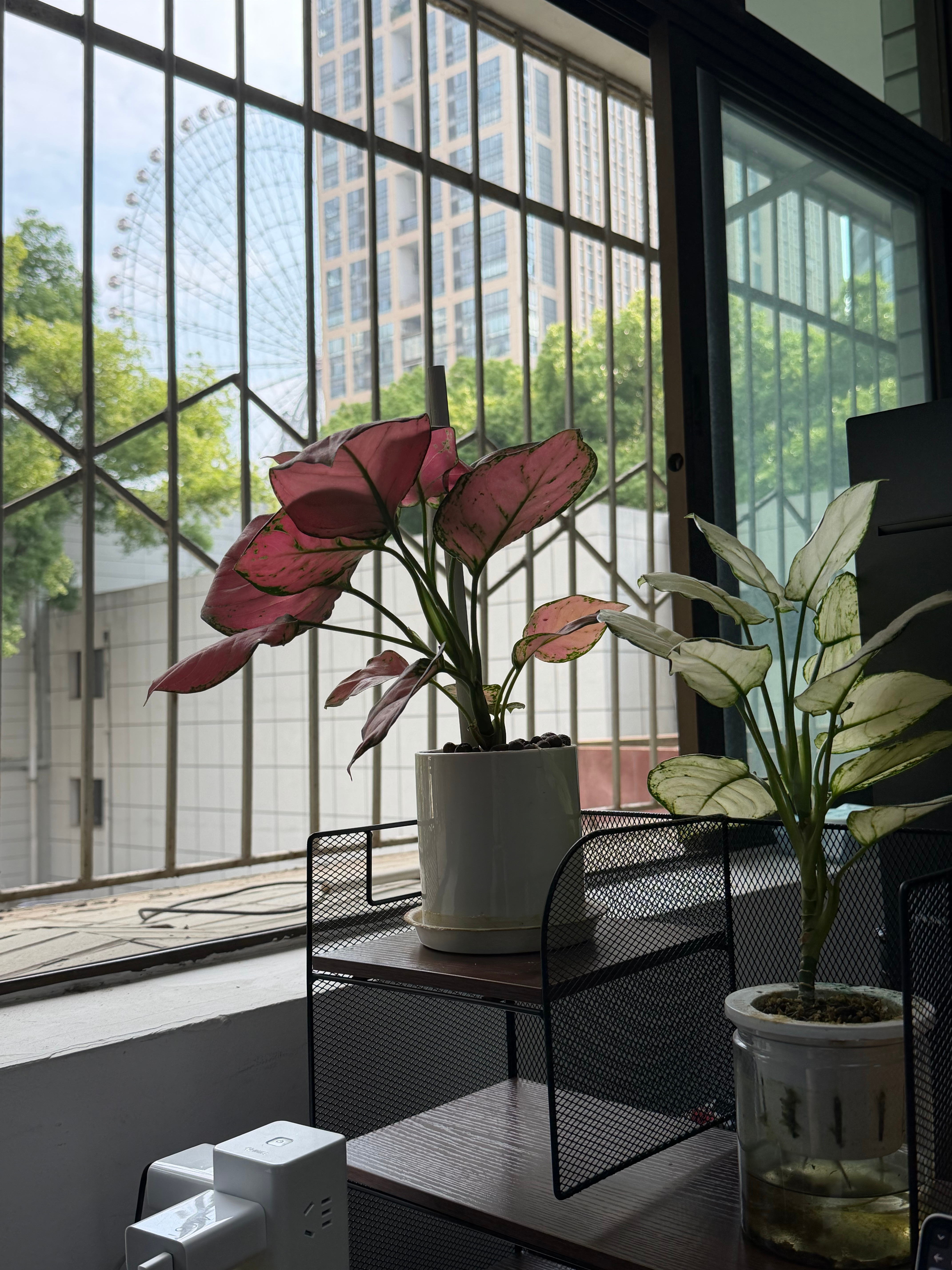 今天长沙天气不错，微风徐徐，阳光正好