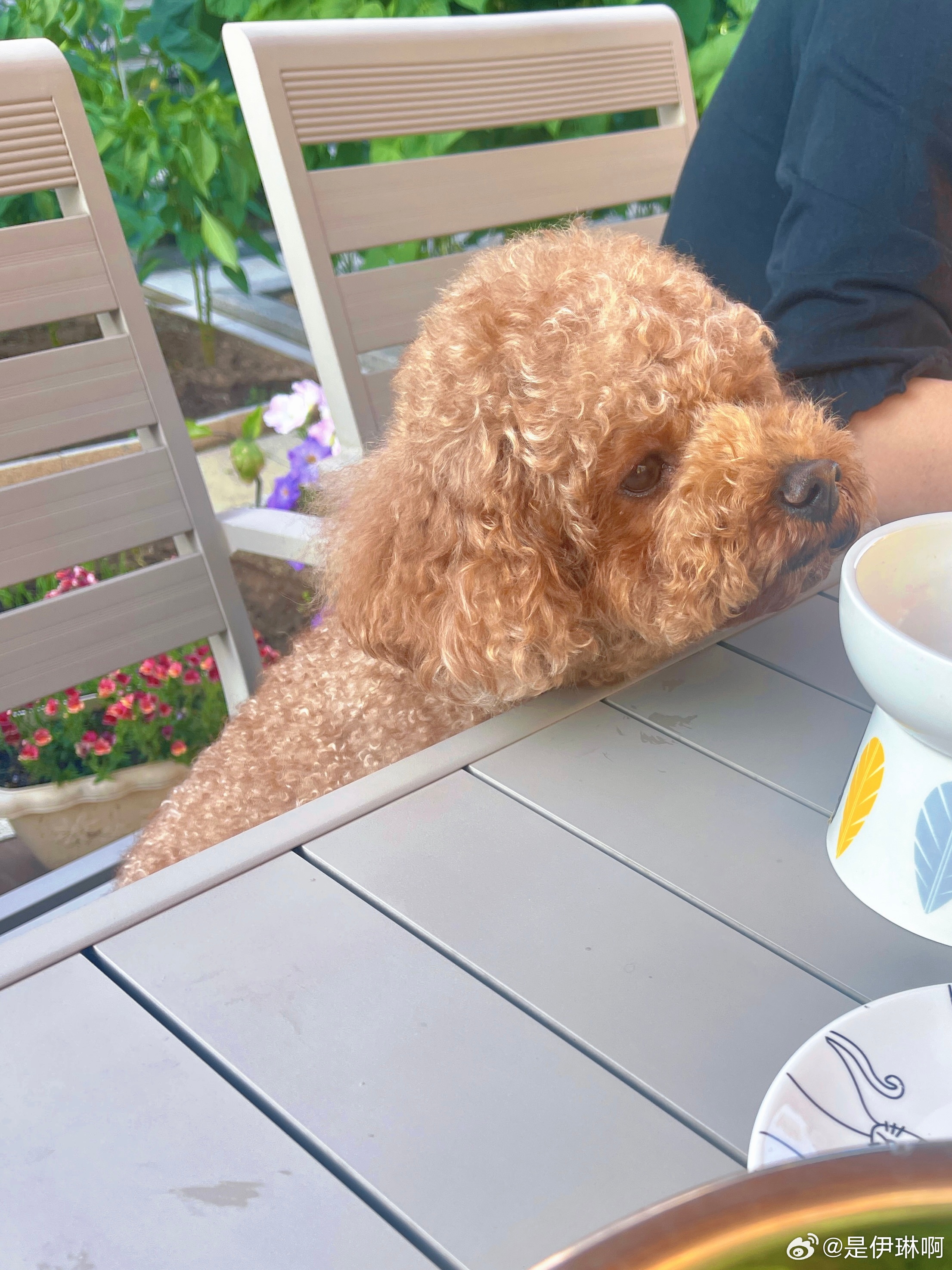 小馋狗🐶 