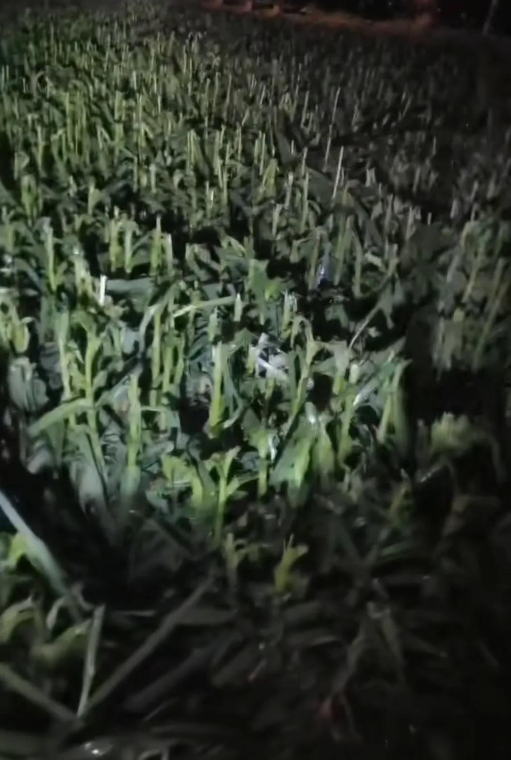 一觉醒来，蒜农遭了天灾，损失惨重！
昨夜一阵极端天气，天降冰雹，地里还没来得及收