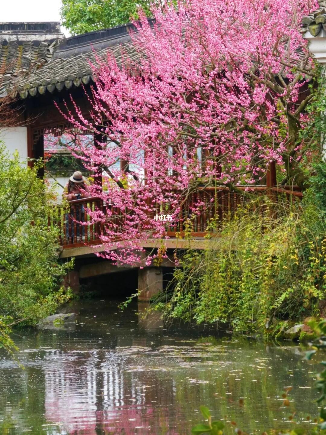 早春野花/跑遍杭州，最爱这条西湖赏梅路线