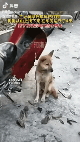 近日，四川绵阳，一男子看到路边有只小狗，它在一辆摩托车旁守了四天寸步不离，男子发