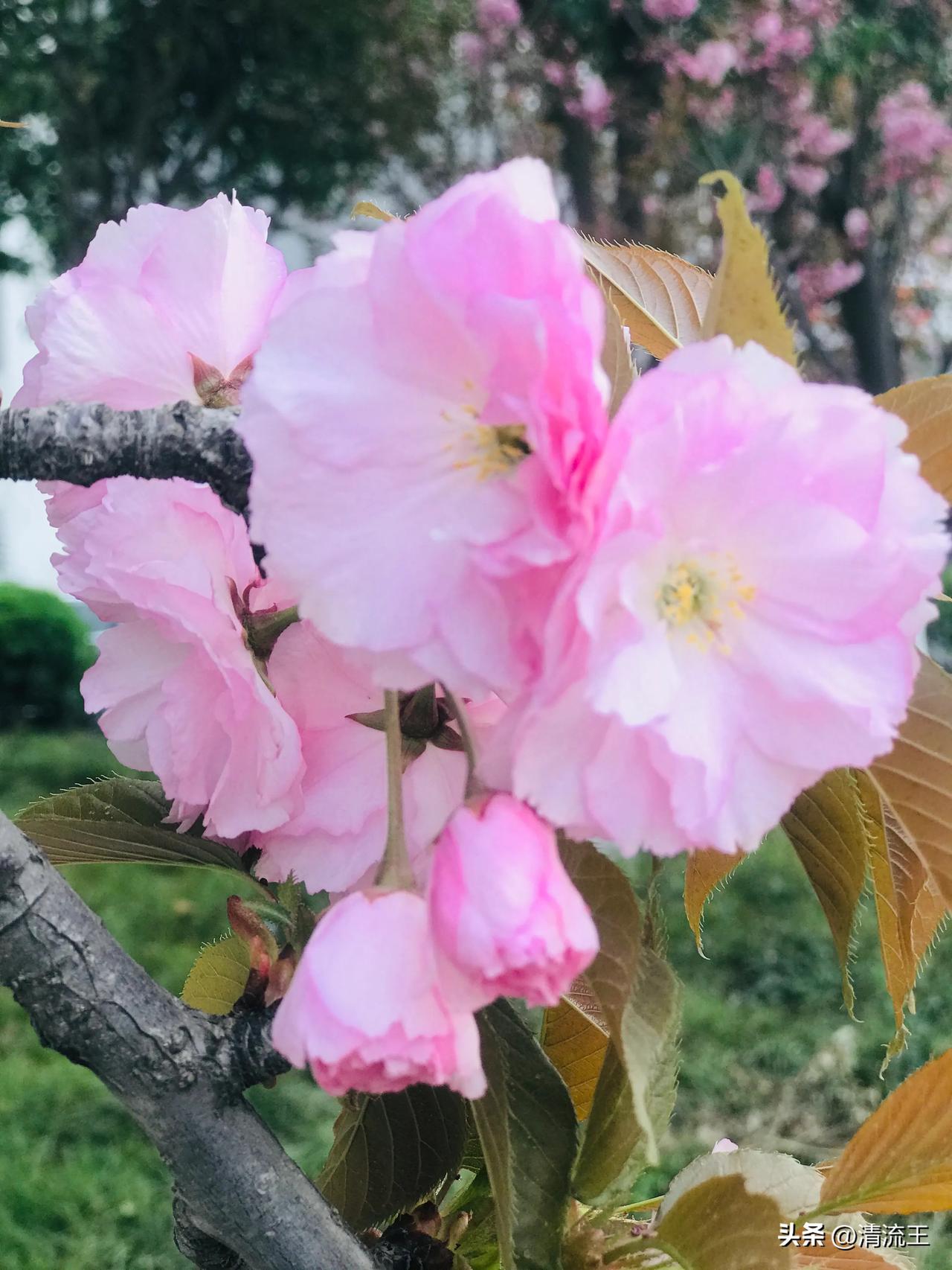分享你手机中的花花草草