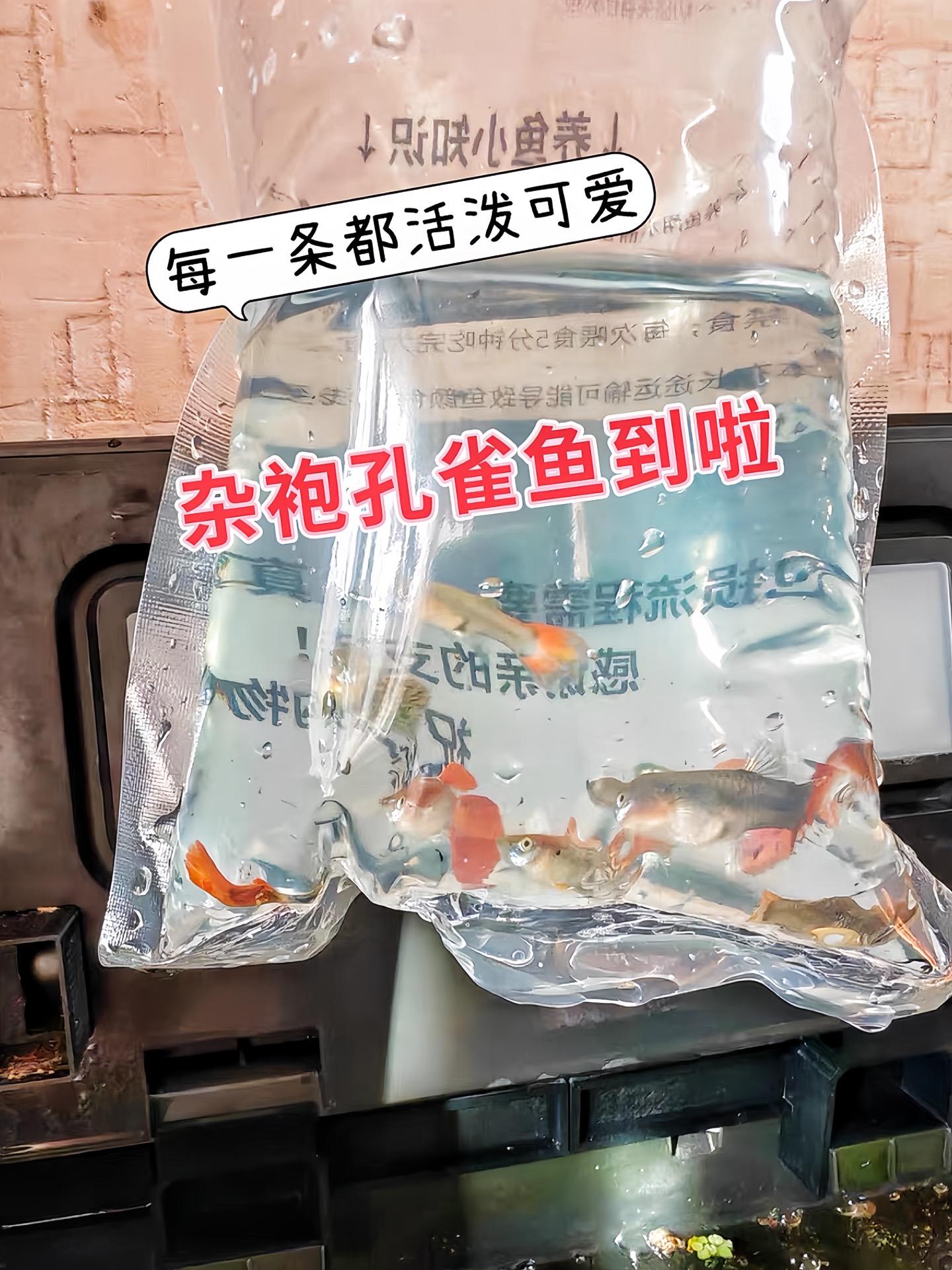 • 观赏价值高，色彩绚丽，有各种花纹，尾巴形态美观。  • 性情温顺...