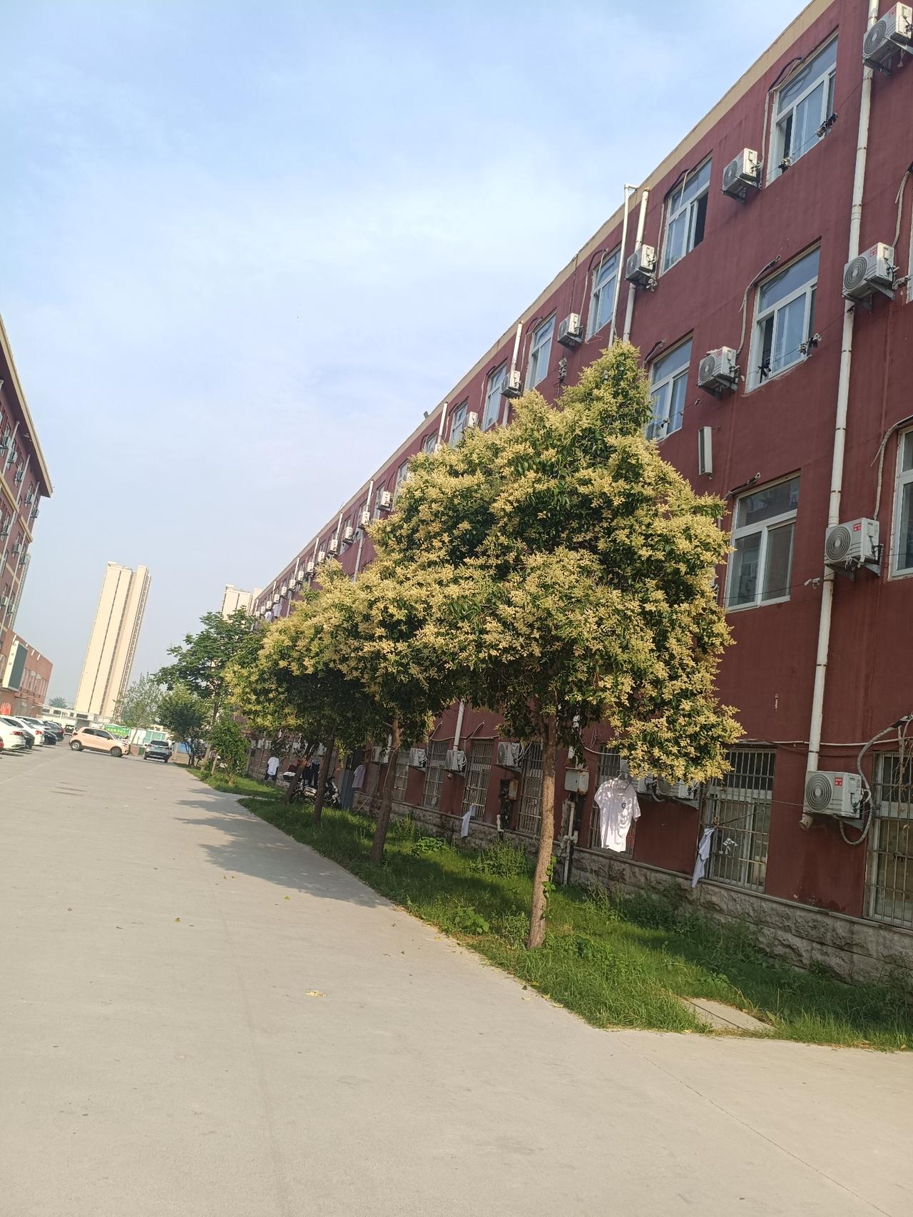 分享一张你拍的花，什么花都行女贞开花也很美