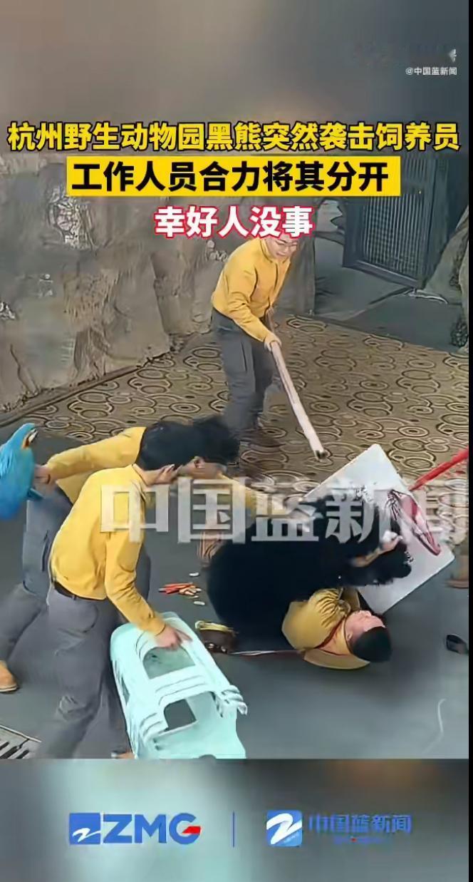 在杭州野生动物园，发生了一幕让所有人都惊出一身冷汗的意外。一场黑熊表演刚结束，刚