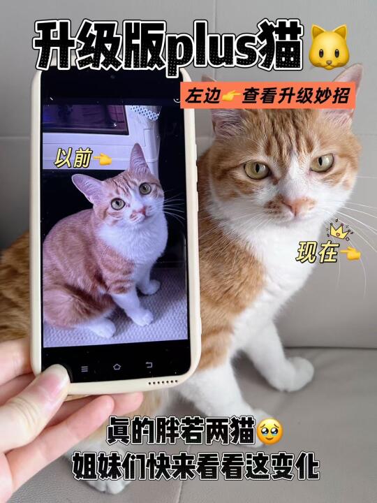 朋友：以前那只猫是不养了吗？