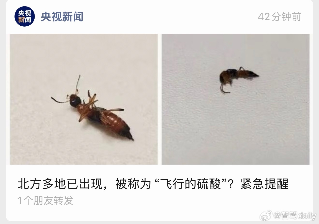 隐翅虫，飞行的硫酸，粉丝们遇见它千万不要拍死！ ​​​