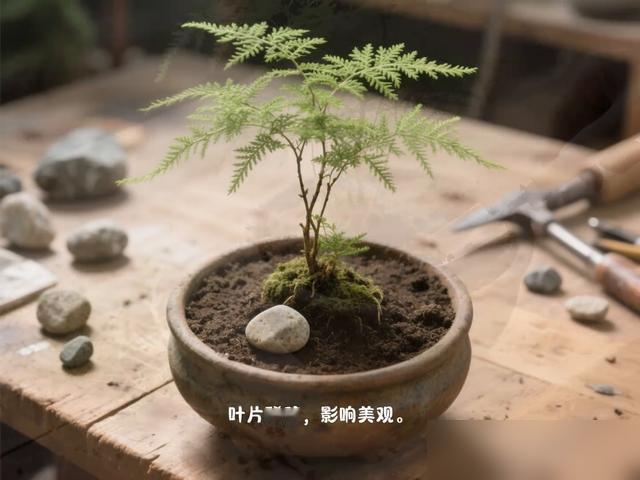 谁懂啊！养了两年的文竹终于从“黄叶子苗”变“仙风道骨”了！最近刷到好多人说文竹难