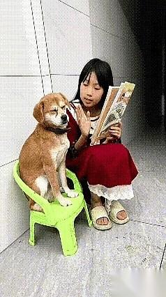 晚上八点整，客厅挂钟刚报完时，这只狗的煎熬时刻准时降临。
眼前那个刚上幼儿园的小
