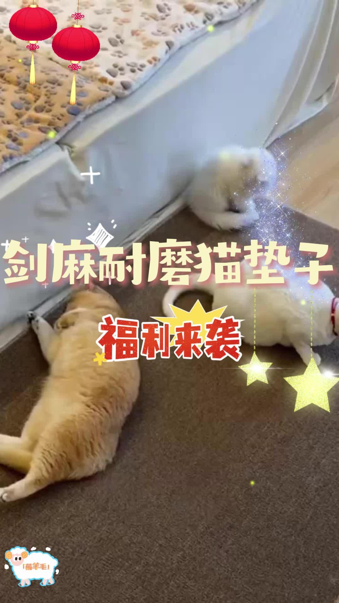 有了地毯猫抓板真的不上我床啦