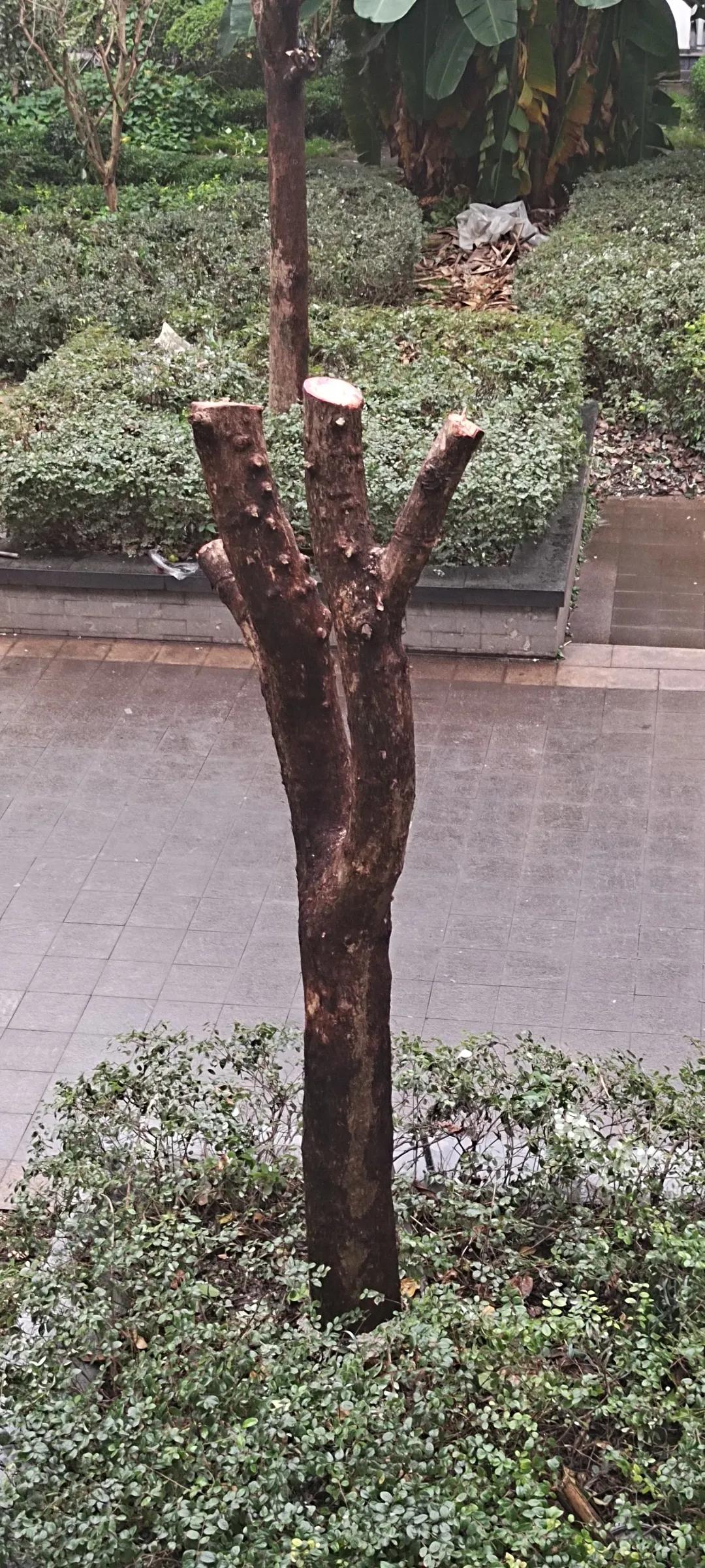 那个玩意给你下定义他就是个另类巨婴。
有句话“老子说:能婴儿乎？”
能巨婴也是有