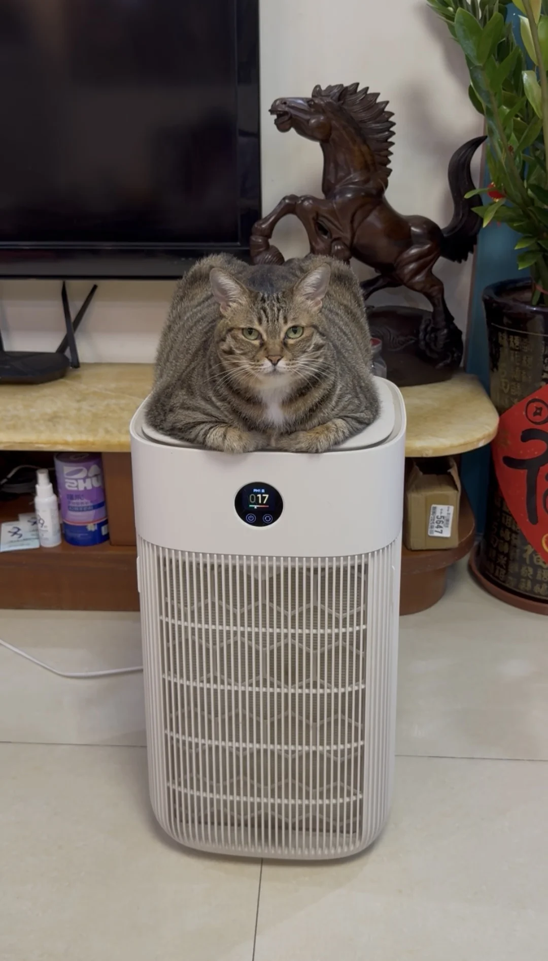 来自大佬的凝视👀暗示人该给它梳毛了