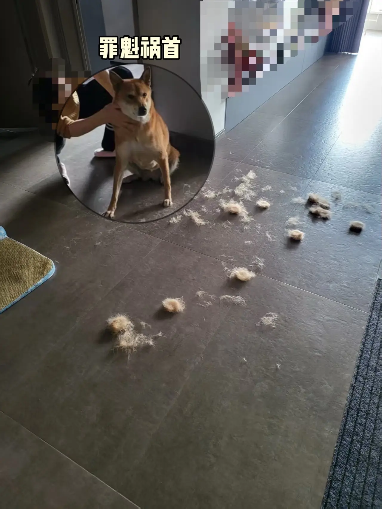 春天来了，家里开始下雪了。