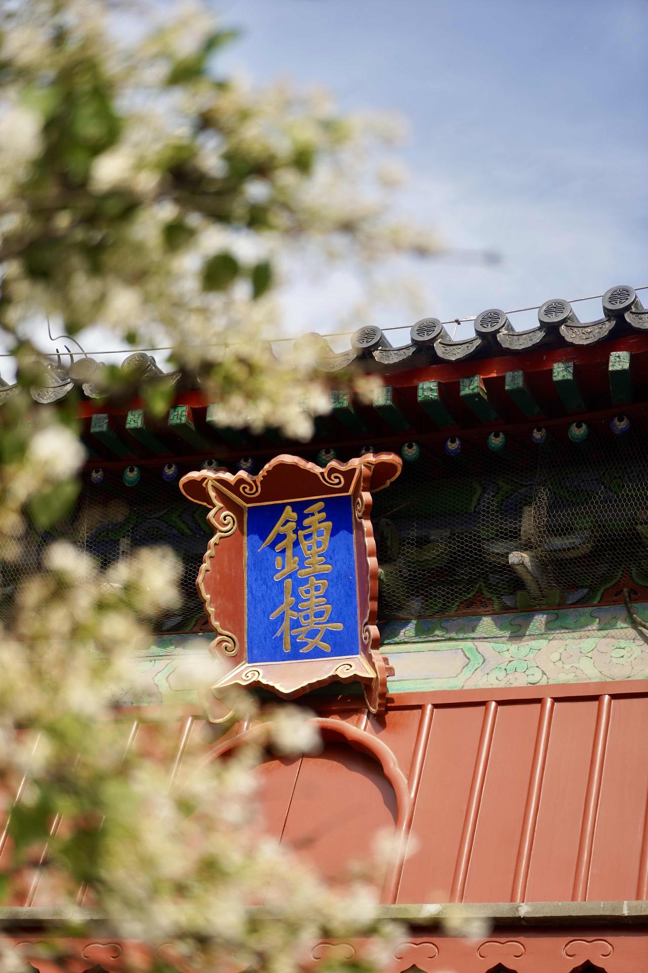 🏯智化寺，六百年古刹的梨花盛开

🚶‍♀️游玩路线：智化门 →智化殿 →藏殿