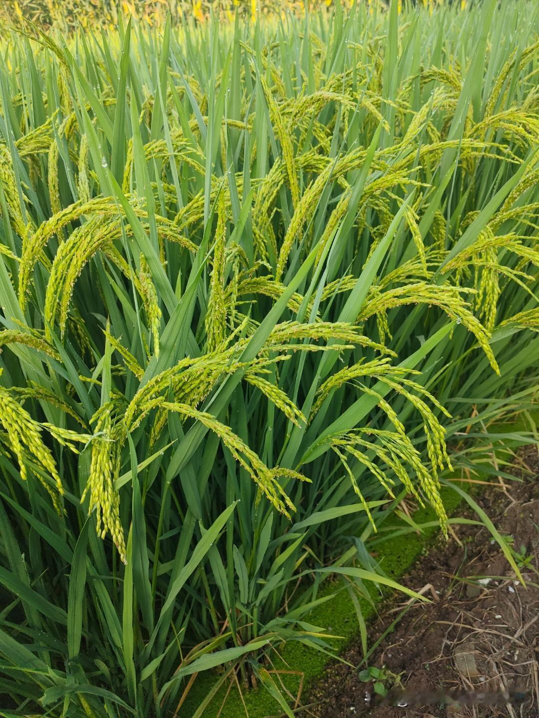 农村土地流转不能一刀切
‘农村土地流转是个很敏感的问题，它涉及到农民的切身利益。