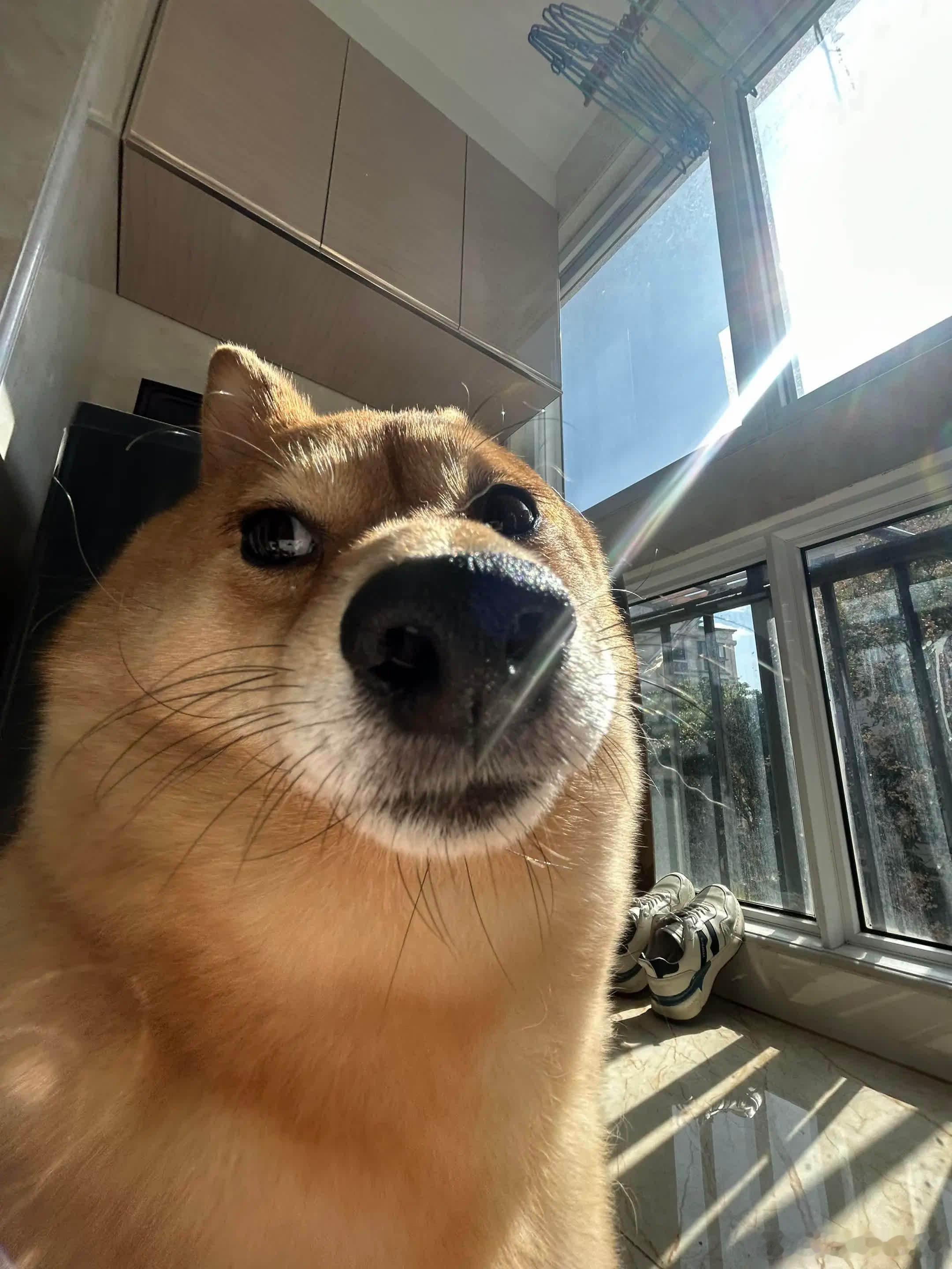 没关系的，我只是你生命中可有可无的一块披萨边，你想扔就扔吧-  ̯ -｡萌宠宠物