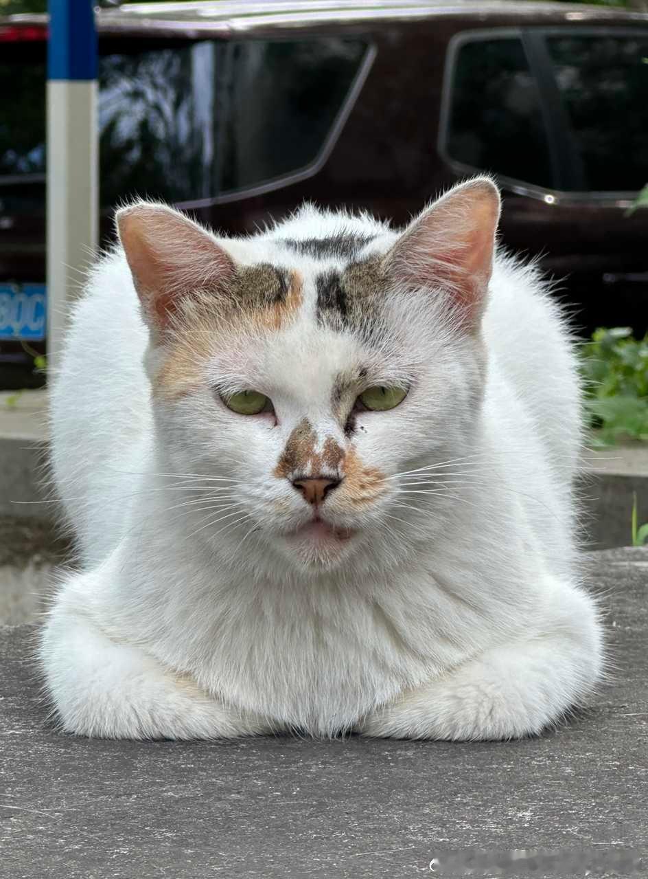 49364【丑猫】学校里的，为猫要方正