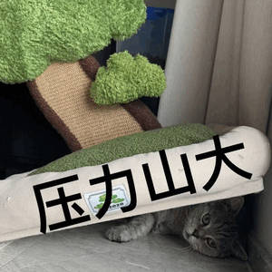 太胖无法变成液态回家的猫看得出它真的着急回到家里面左试试右试试，上试试下试试怎么