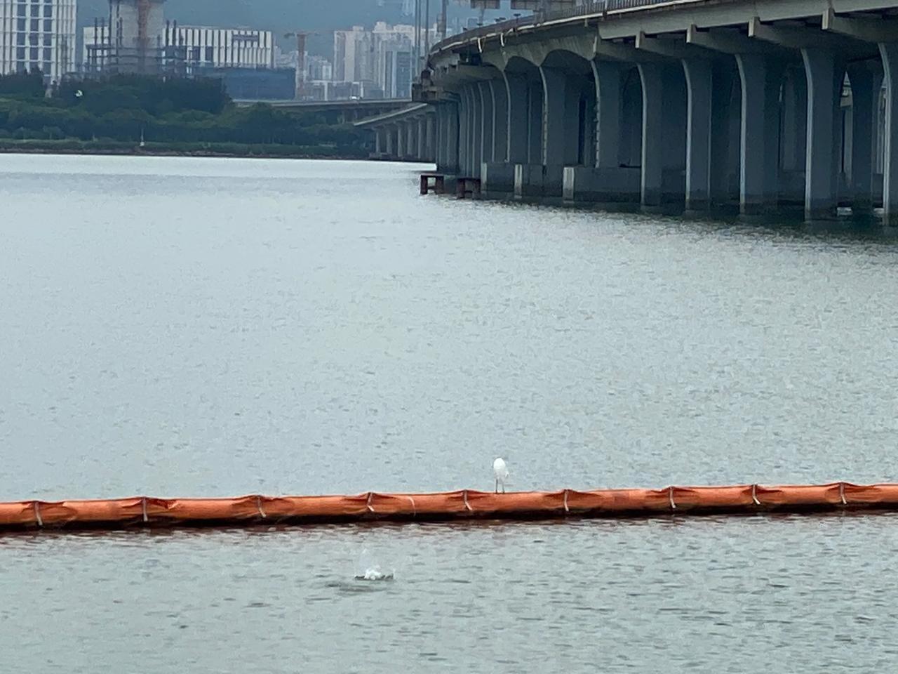 
山海连城
鱼跃大海，白鹭静待
高楼与沙滩
经济与生态
月亮与六便士
