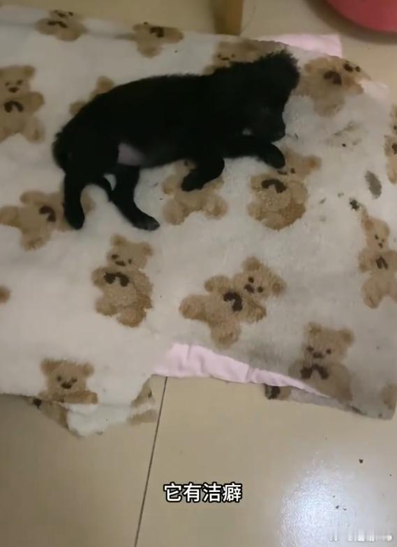 小狗 有洁癖但素质不太高 捡回来的东西在他眼里可能是好东西啊 可是干净自己 埋汰