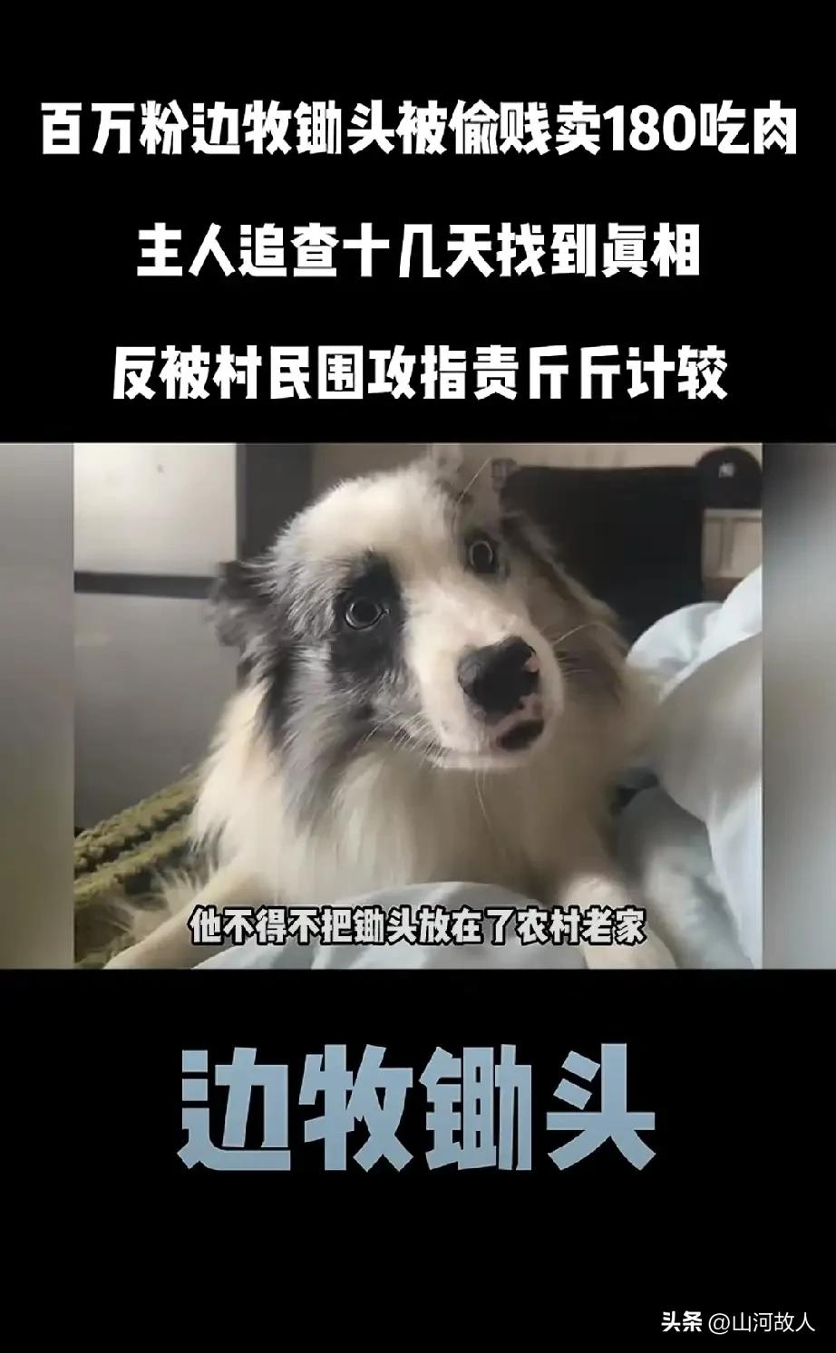 全网震怒！百万博主8年陪伴的边牧惨遭偷杀，仅卖180元，事主态度更是令人发指！