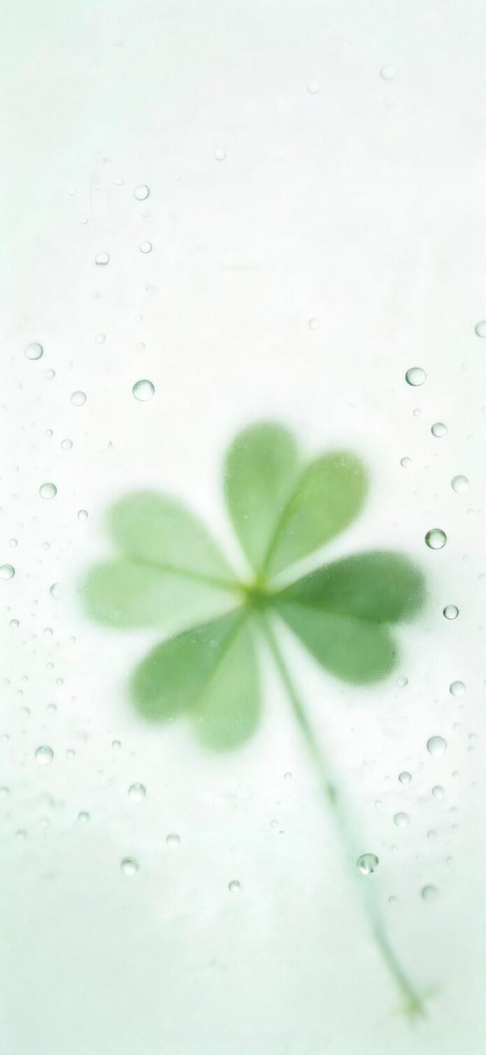水雾四叶草壁纸🍀 