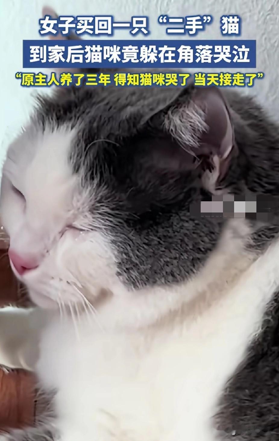 不可思议！猫咪居然也会哭，原主人把它卖了后，它在新主人家里偷偷的流眼泪。

这只