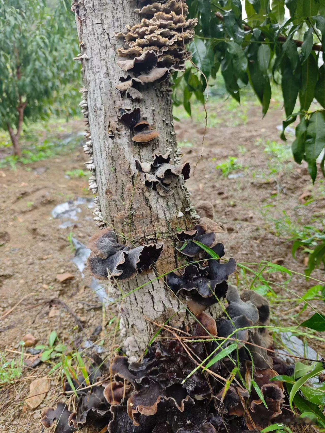 过了个年，浑身都不舒服。
也说不出具体是哪儿。
天还没亮就醒了，也许是年龄到了吧
