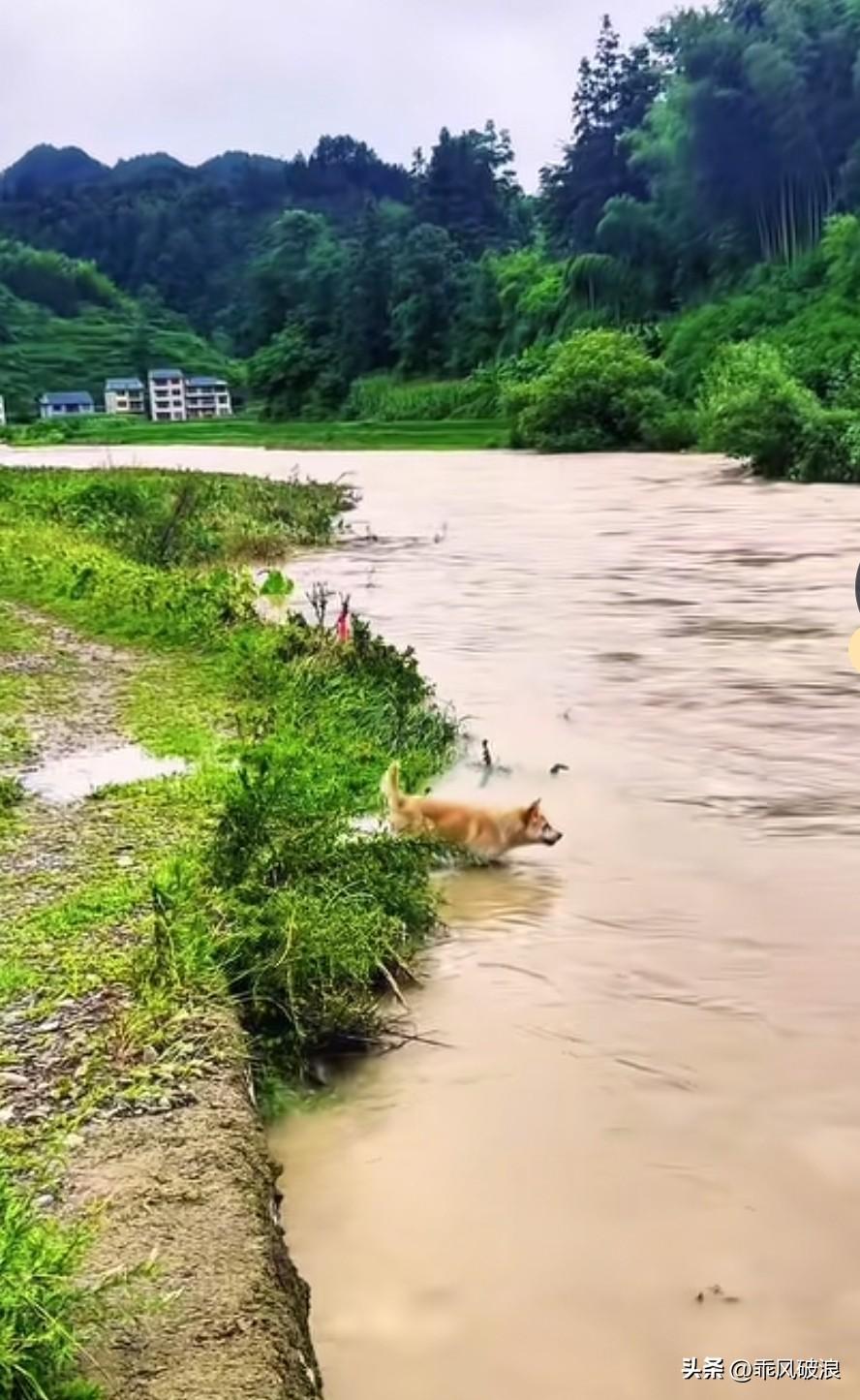 一场洪水冲断了归家之路，大黄与家隔水相望。勇敢的它即便要冒生命危险，也一心要回家