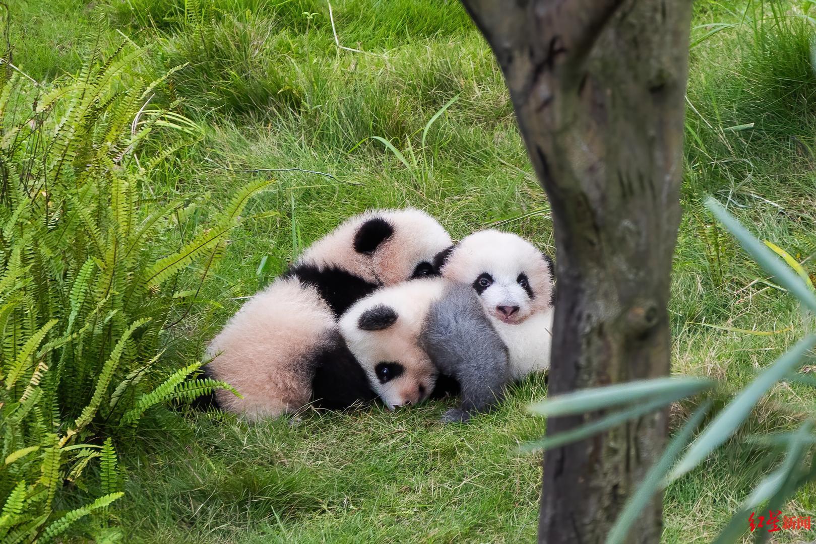 【熊猫“奶爸奶妈”有专属职称了，四川省在全国首设大熊猫保护职称评审专业】近日，四