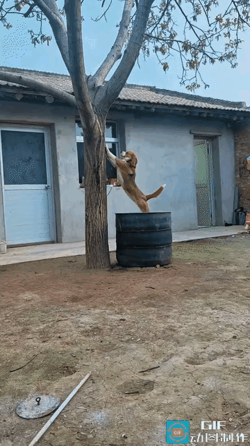 “笑不活了”近日陕西一女子路过一处院子，发现院子里有一只狗狗在锻炼，她觉得挺有意