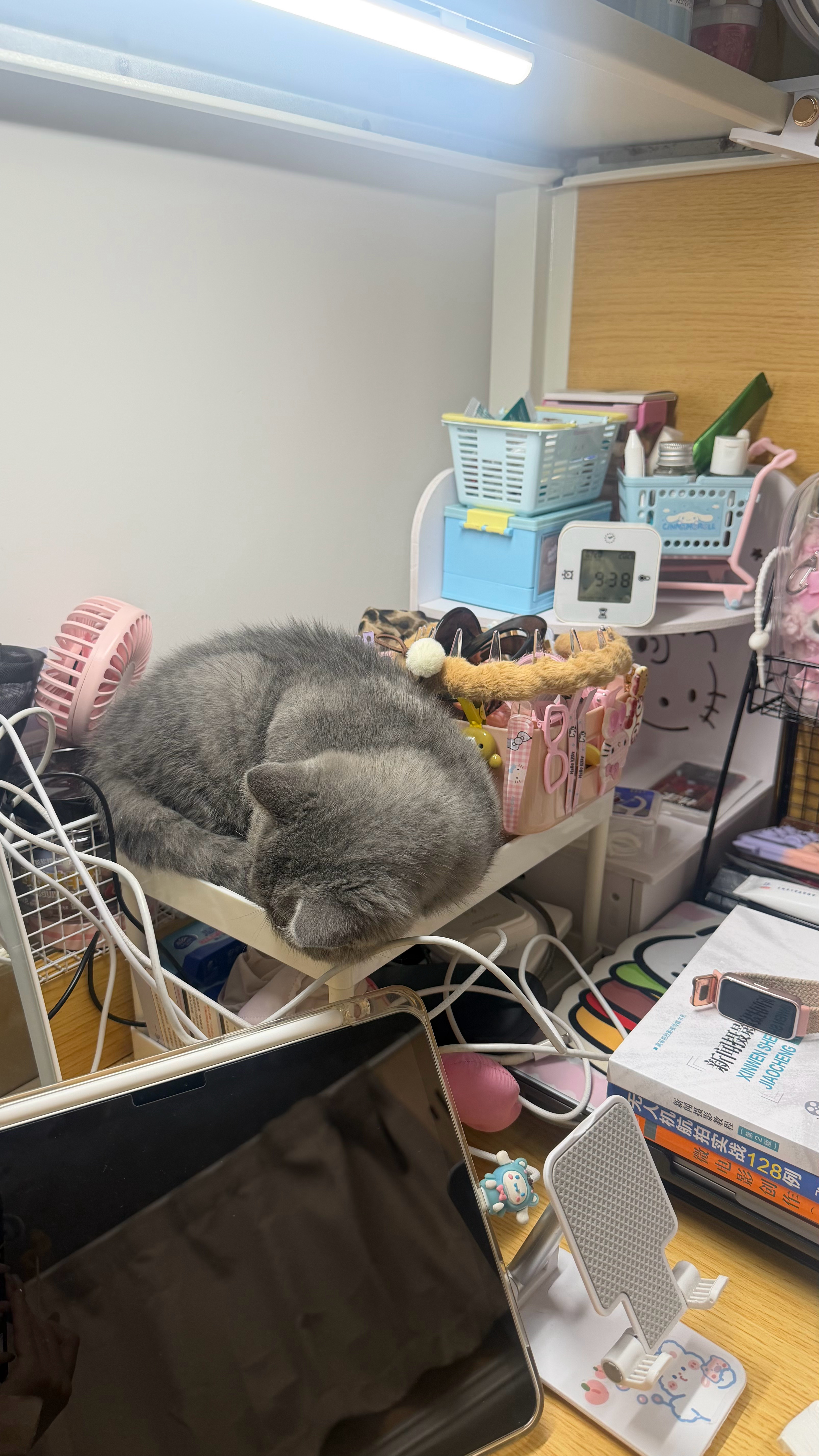 惊现飞机耳 咬的我疼死了小猫你咋睡这么乱七八糟的地方可恶小猫踩我碗！可恶小猫还偷