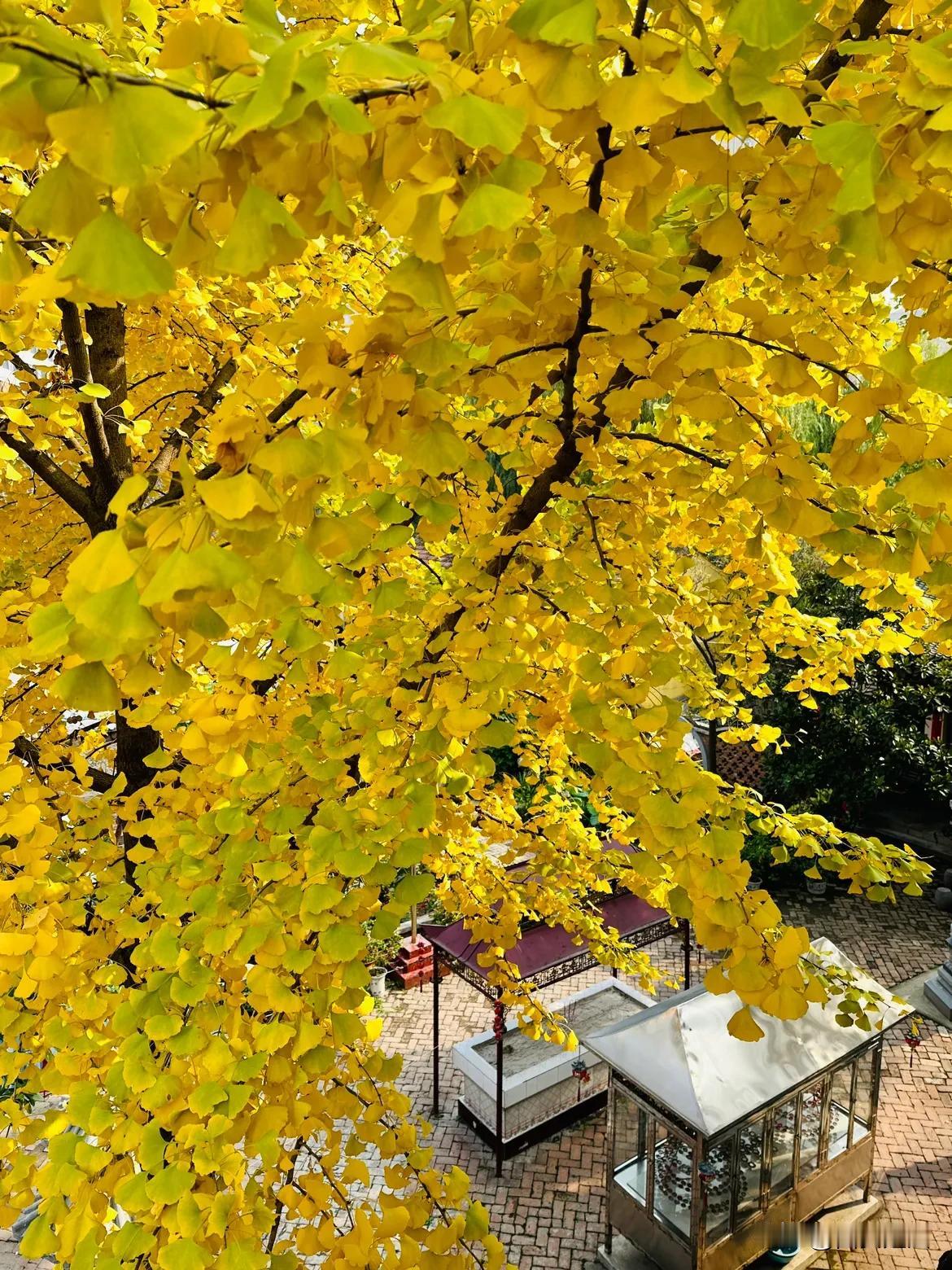  立冬的初日，仿若一场金色的梦境降临在家乡周至的瑞光寺。那银杏叶，宛如被阳光亲吻