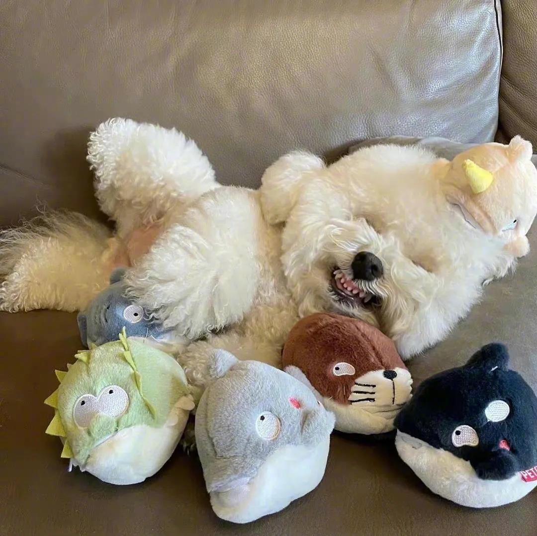 可爱到爆炸💥的微笑狗狗，太治愈了~开开心心每一天