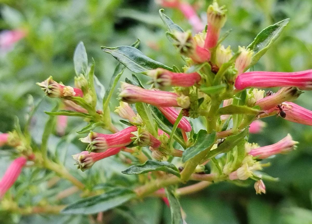 这花不声不响，长得像一串串小鞭炮，红得扎眼，却从不吵闹。
4米高，不占地，墙边一